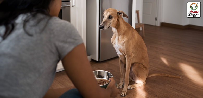 dieta para perros con cancer y caquexia