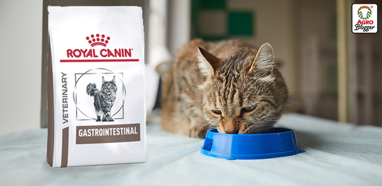 dietas para gatos con problemas digestivos royal canin gastrointestinal