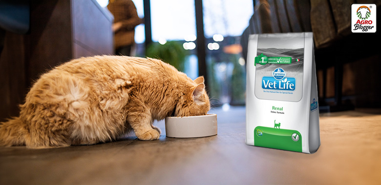 dietas para gatos con problemas digestivos vet life gastrointestinal