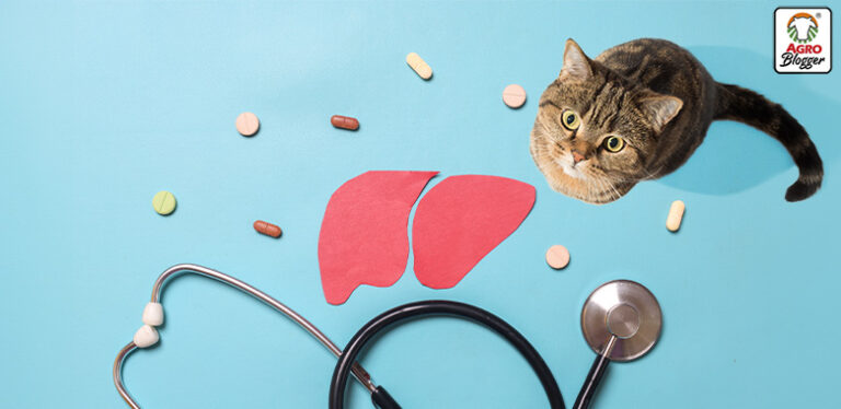 enfermedades hepaticas en gatos