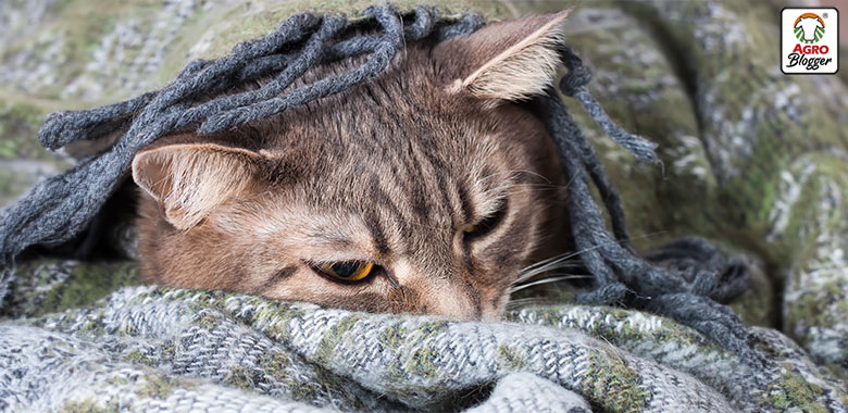 enfermedades hepaticas mas comunes en los gatos