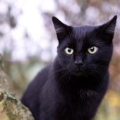 Después de tres intentos, un gato negro encuentra una familia para toda la vida