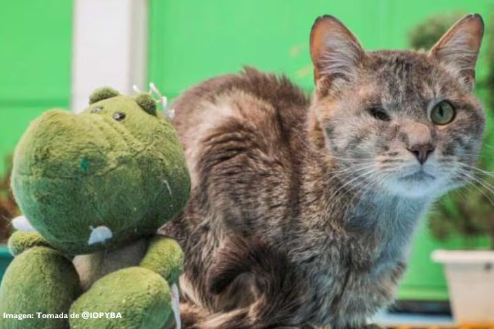 Gato sobrevive milagrosamente a un accidente de transito en Bogotá