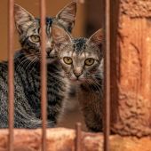 Los gatos están conquistando las prisiones en Chile