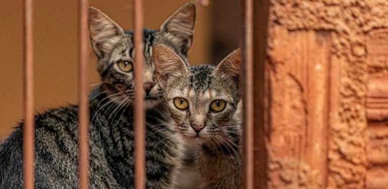 gatos estan conquistando las prisiones en chile