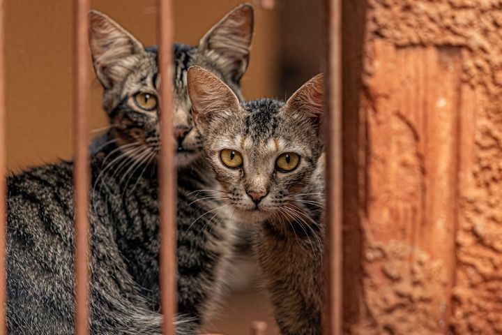 Los gatos están conquistando las prisiones en Chile