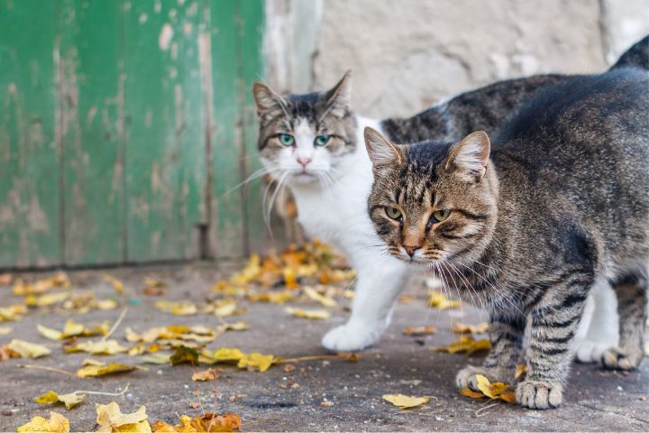 El Gobierno Mexicano declaró como activos fijos de la nación a 19 gatos callejeros