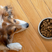 Dieta para perros con cáncer ¡Pautas de alimentación!