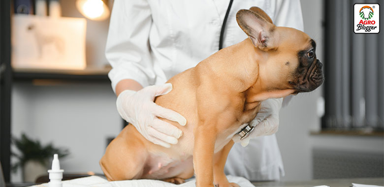 neoplasia y cancer en perros