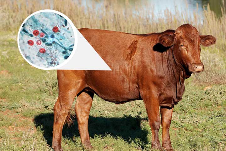 Parasitosis en bovinos de carne ¡Este es el tratamiento!