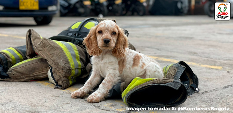 perra fue rescatada en un incendio