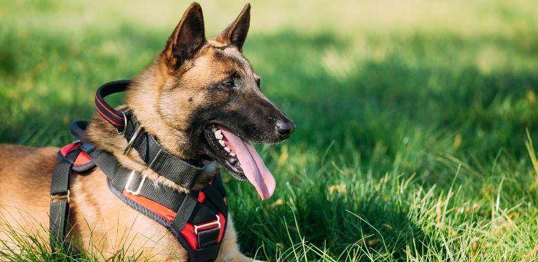 perro salva la vida de soldados al identificar explosivos