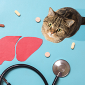 Enfermedades hepáticas en gatos ¡Conócelas!