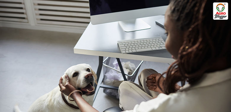 programa pets at work o mascotas al trabajo