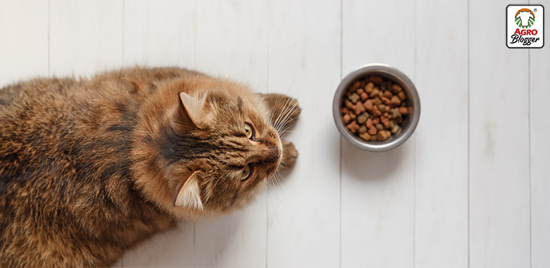 requerimientos de una dieta para gatos con problemas digestivos