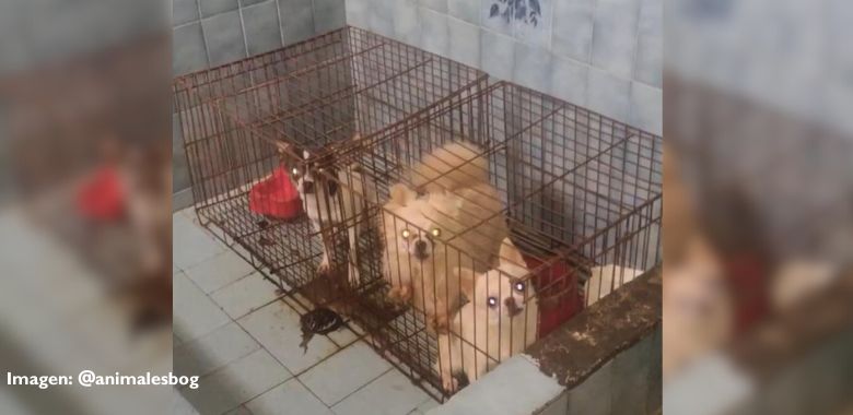 rescatan a 49 animales de un criadero ilegal en bogota