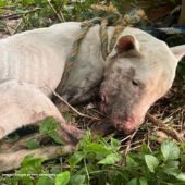 Se busca al responsable de un terrible hecho de maltrato animal en Ibagué