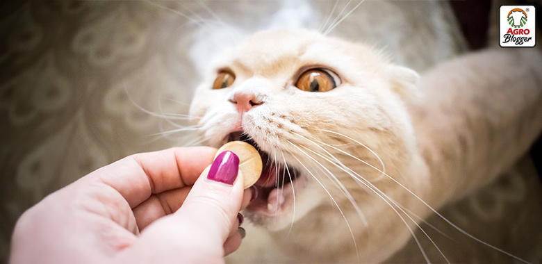 suplementos para gatos con enfermedades hepaticas