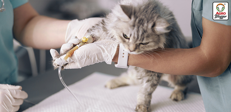 tratamiento para gatos con enfermedades hepaticas