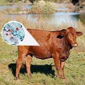 Parasitosis en bovinos de carne ¡Este es el tratamiento!