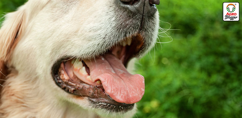 tumores de cavidad oral en perros