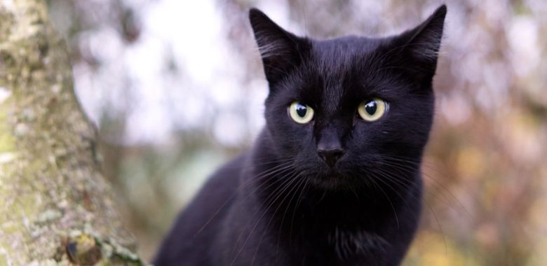 un gato negro encuentra una familia para toda la vida