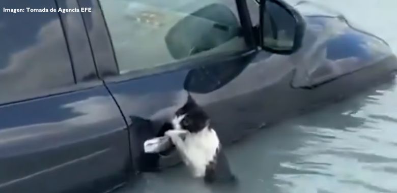 un valiente gato sobrevive a inundaciones en dubai