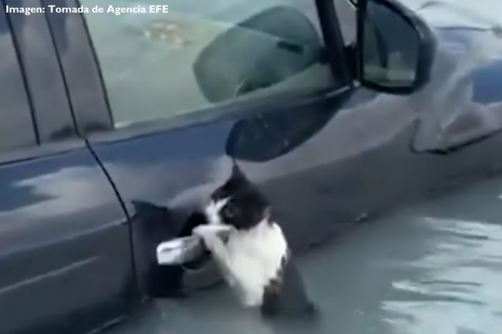 Un valiente gato sobrevive a inundaciones en Dubái
