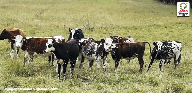 caracteristicas fisicas del ganado normando