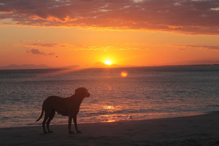 Un perro con la mirada fija en el mar se roba la atención de locales y turistas en Perú
